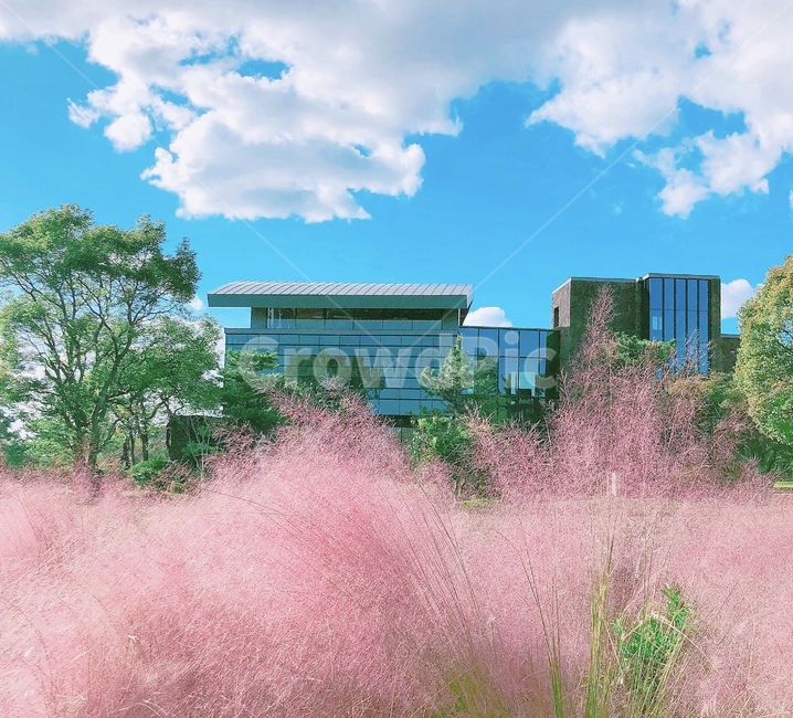 꽃,flower,가을,핑크뮬리,하늘
