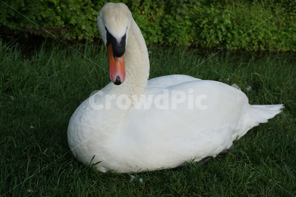 오리,공원,영국,duck,uk,park,동물,animal,포유류,mammal,조류,새,birds