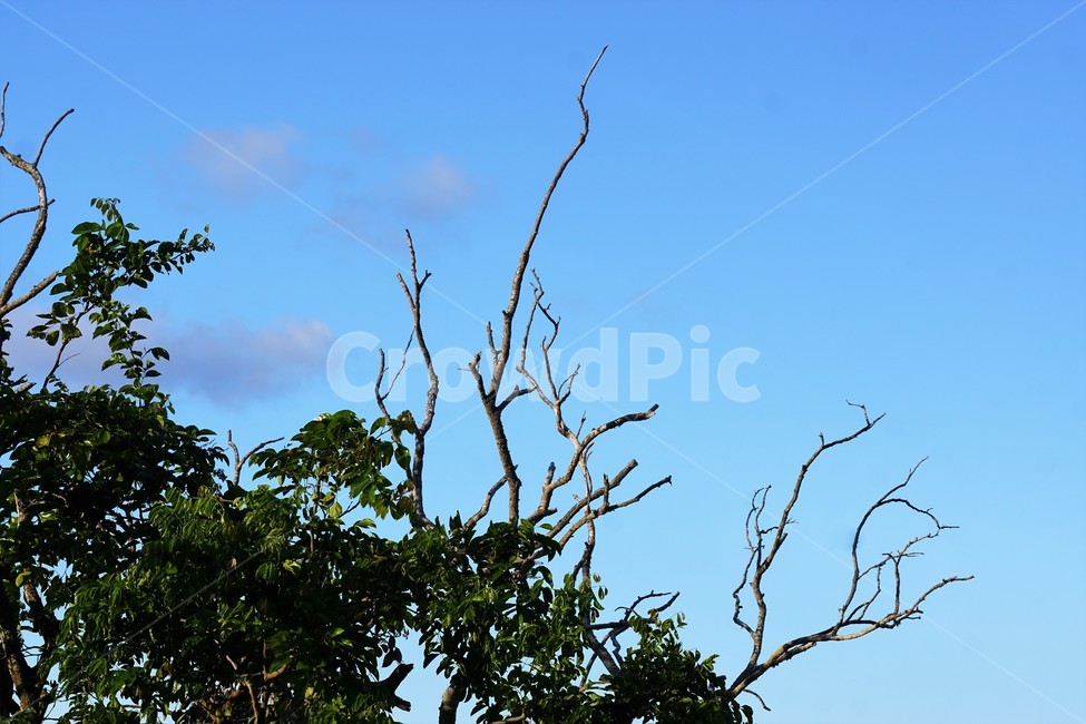 나무,자연,식물,하늘,초록색,sky,green,nature,구름,감성,식물,자연,plants,nature,나무,trees,wood
