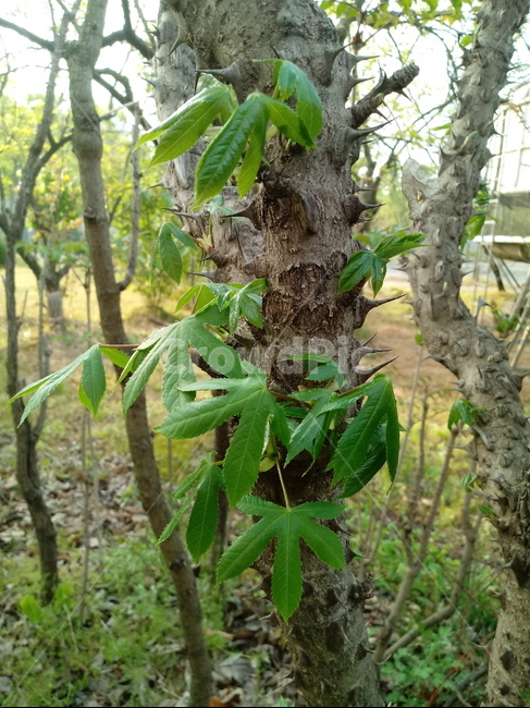 엄나무,식물,음나무,두릅나무과,낙엽활엽교목,정동목,식물,자연,plants,nature,나무,trees,wood