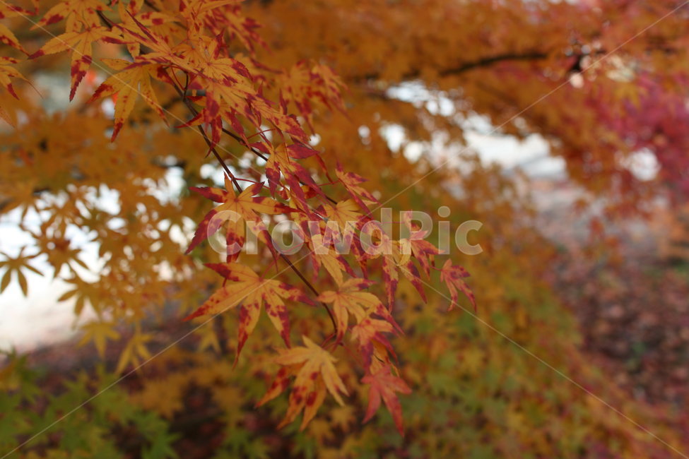 단풍,가을,산,자연,붉은,단풍나무,단풍잎,가을,계절,fall,autumn,season,leaf,잎,plant,식물,tree,나무,maple