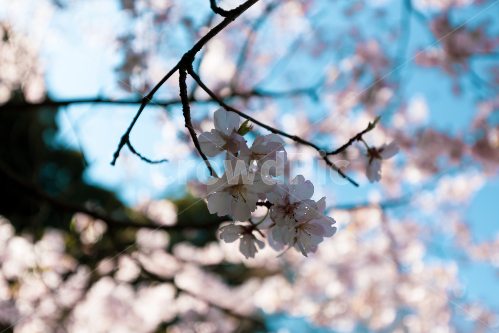 봄,꽃,벚꽃,꽃놀이,공원,봄,계절,spring,season,식물,자연,plants,nature,꽃,flower,plant,blossom