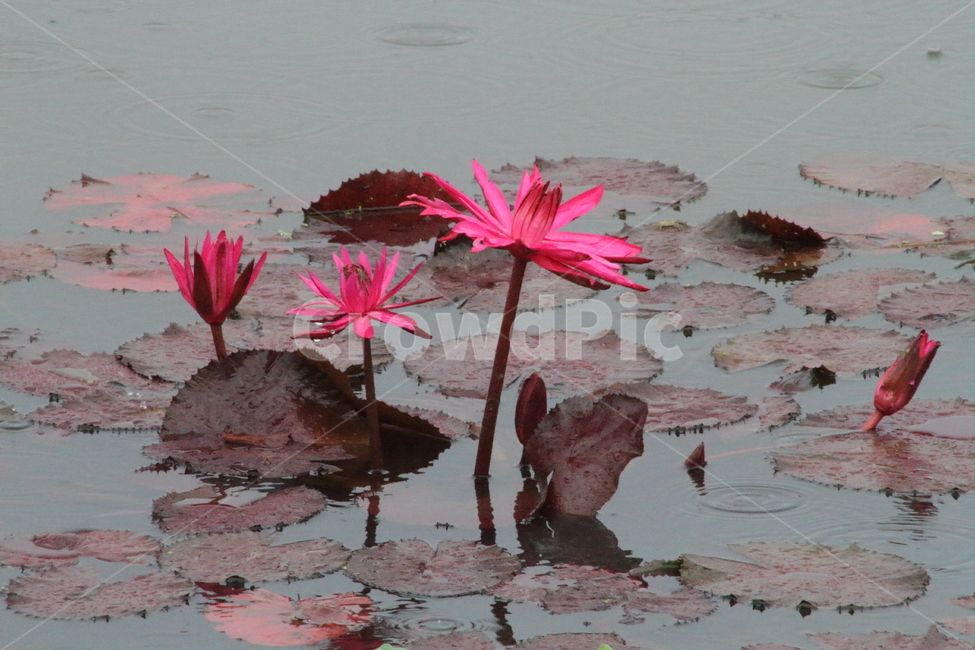 연,수련,수생식물,꽃,waterlily,식물,자연,plants,nature,꽃,flower