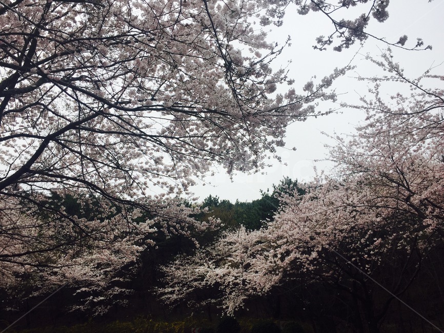 plant,식물,flower,blossom,꽃,cherryblossom,벚꽃,봄꽃,봄,계절,spring,season,식물,자연,plants,nature,꽃,flower,나무,trees,wood