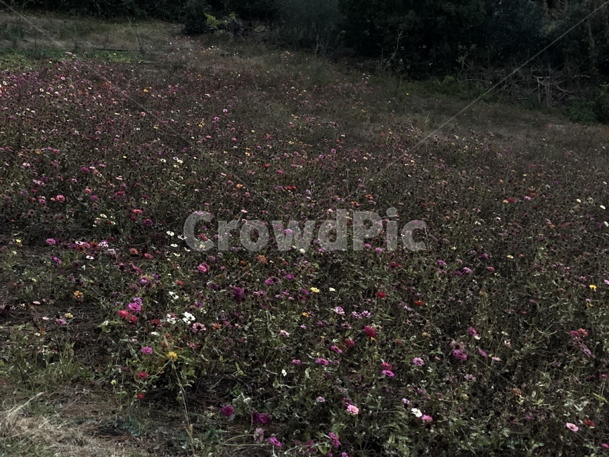 자연,들꽃,녹남봉,field,ground,nature