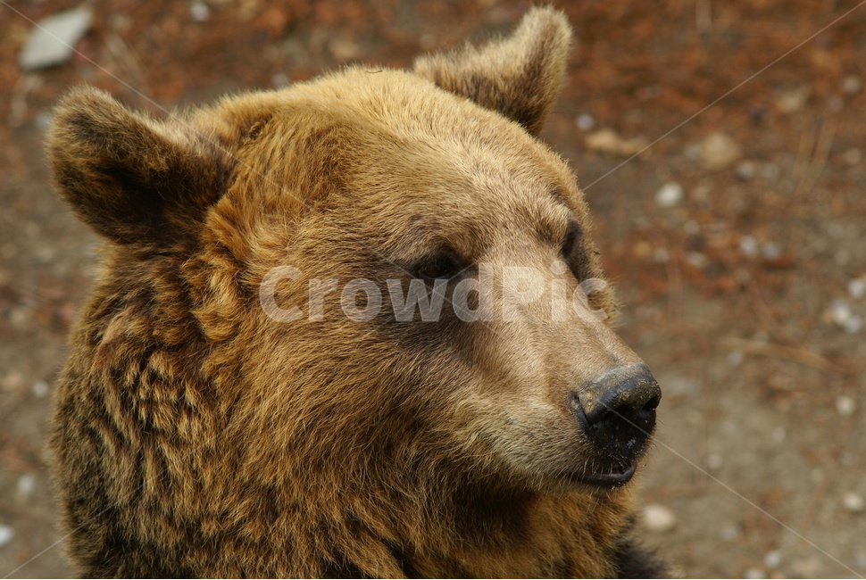 사파리,얼굴,에버랜드,곰,bear,동물,animal,포유류,mammal