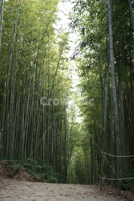 죽녹원,대나무숲,대나무,숲길,대나무길,자연,풍경,nature,landscape,plant,식물