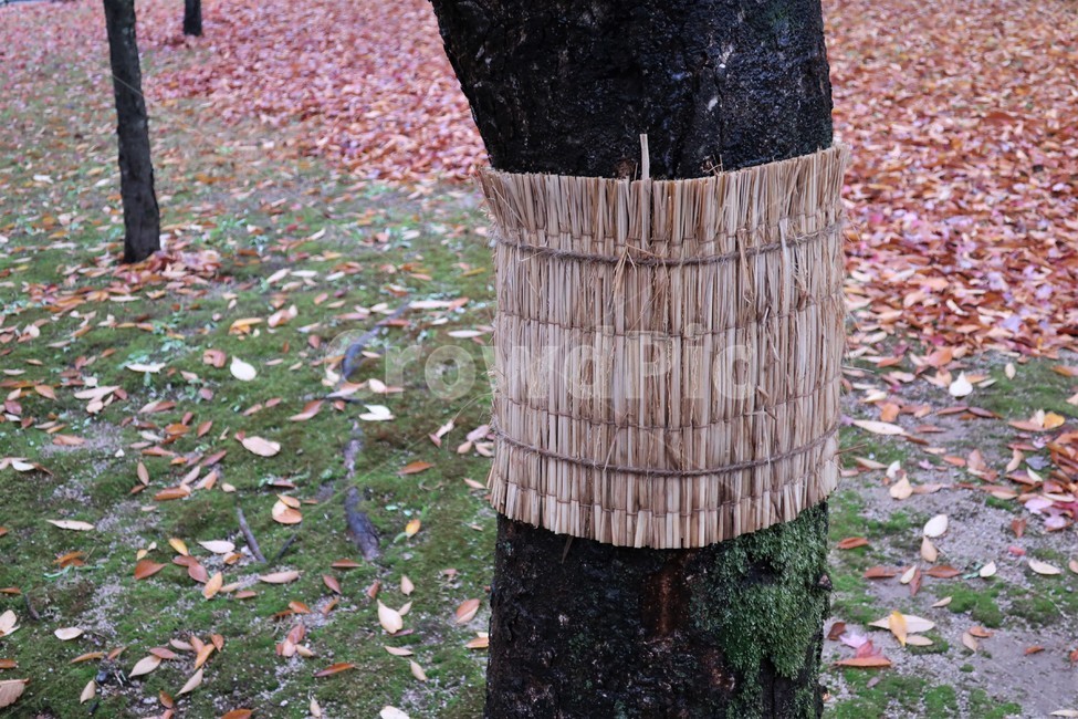 병충해,벌레,나무,보호,볏짚,겨울,가로수,피해,관리,박멸,방충,가을,계절,fall,autumn,season,skirt,치마,tree,plant,식물,tree trunk,나무 줄기