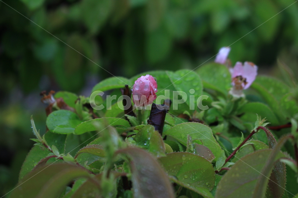 꽃,꽃봉오리,비,빗방울,여름,장마,flower,plant,blossom,식물,자연,plants,nature,꽃,flower
