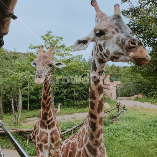 기린,사파리,동물,giraffe,animal,safari