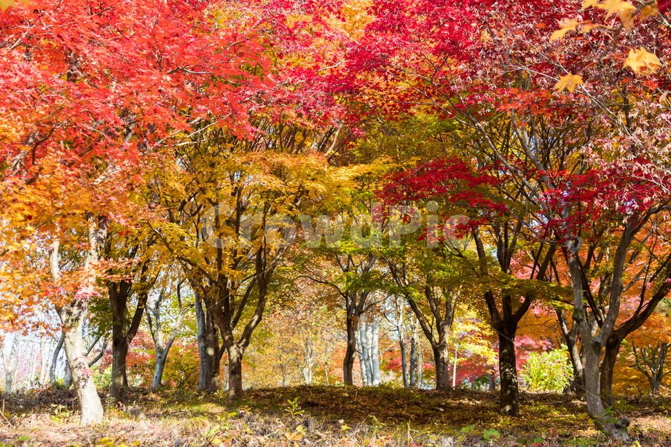 단풍,가을풍경,풍경,가을,가을날,landscape,가을길,가을,계절,fall,autumn,season,자연,풍경,nature,landscape,tree,나무,plant,식물,maple