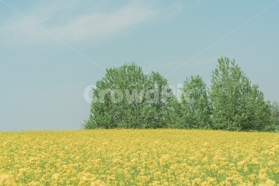 plant,식물,잔디,하늘,풍경,자연,natureal,sky,유채꽃,들판,봄,계절,spring,season,자연,풍경,nature,landscape