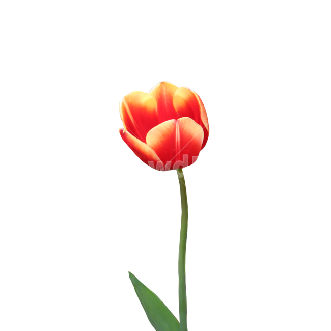 plant,식물,flower,꽃,튤립,tulip