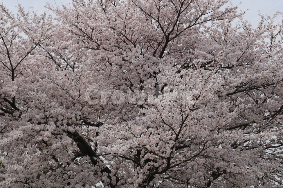 벚꽃,벚나무,큰,나무,봄나무,봄꽃,가득,꽃잎,봄,계절,spring,season,plant,식물,flower,꽃,blossom