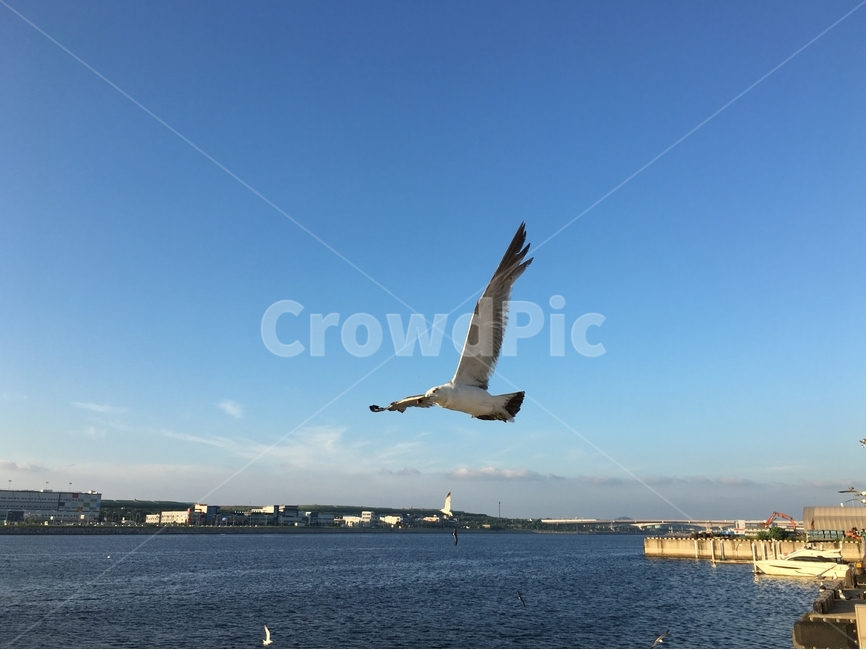 갈매기,비행,날개,바다,하늘,새,조류,동물,여름,비상,창공,청공,bird,gull,seagull,항구,부두,연안,동물,animal,조류,새,birds