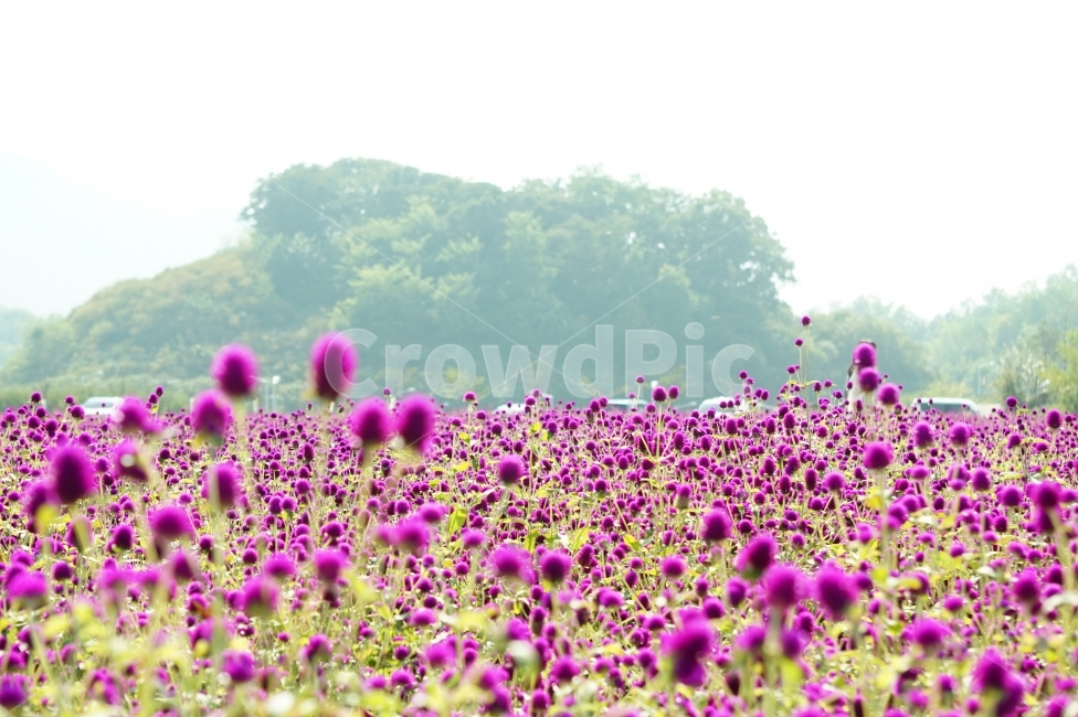 천일홍,나리공원,풍경,꽃이미지,나들이,자연,풍경,nature,landscape,식물,plants,꽃,flower,field,들