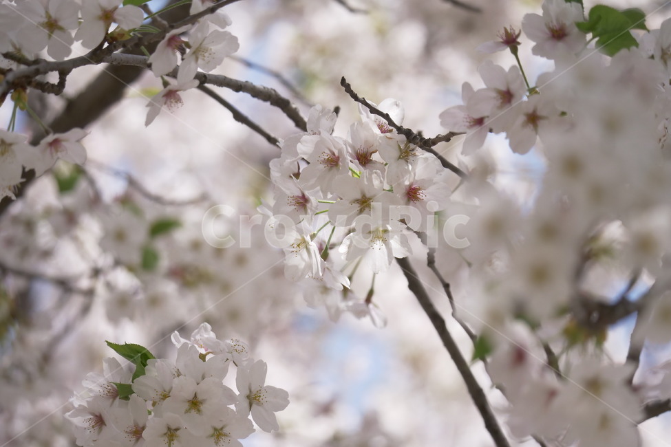 벚꽃,풍경,자연,꽃,봄,봄,계절,spring,season,식물,자연,plants,nature,꽃,flower,plant,blossom,cherry blossom