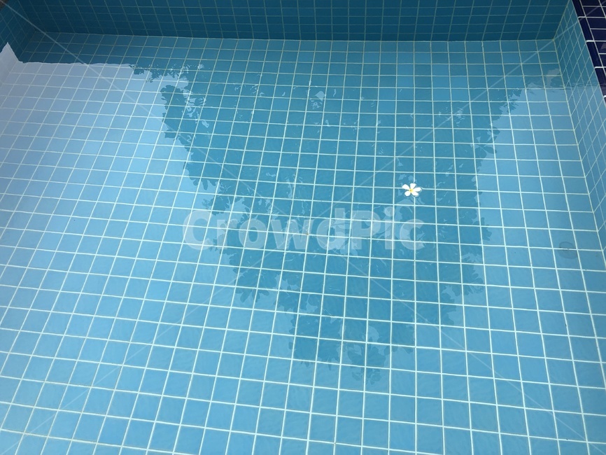 수영장,꽃잎,수영장꽃잎,맑은물,타일