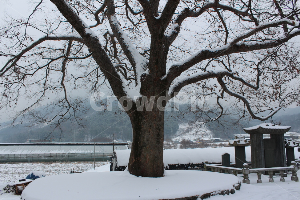 겨울,눈,snow,겨울아침,시골풍경,snowing,풍경,landscape,한겨울,sensitive,feeling,winter,white