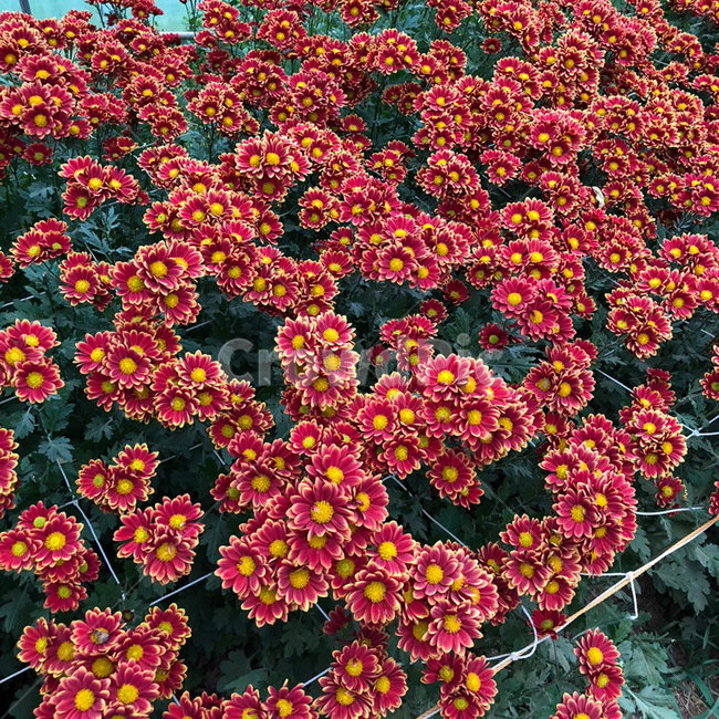 국화,꽃,봄,가을,빨간꽃,레드,식물,자연,plants,nature,꽃,flower