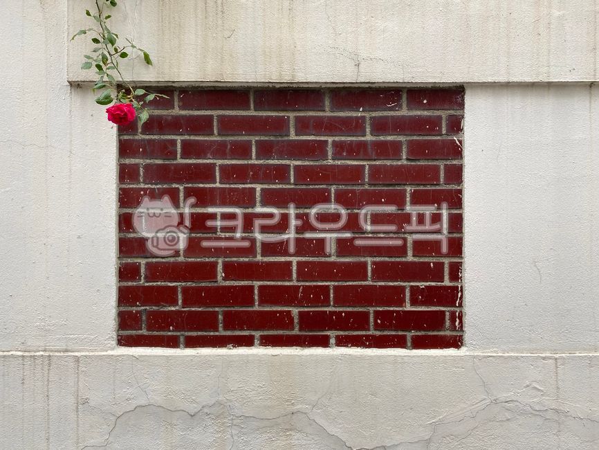 벽돌,꽃,장미,배경,빈티지,brick,rose,파벽돌,환경,식물,background,red,green,texture,질감,여백,시골,old,vintage,country,콘크리트,white,wall,벽