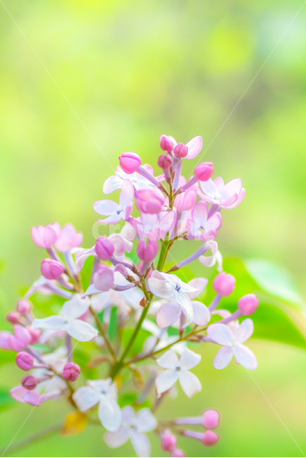 봄,꽃,감성사진,라일락,라일락꽃,소프트,아름다움,보라색,식물,자연,plants,nature,꽃,flower