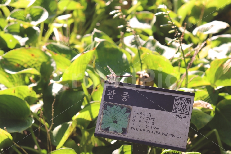 가을,가을풍경,잠자리,여유로움,자연,자연풍경,동물,animal,곤충,벌레,insect,bug