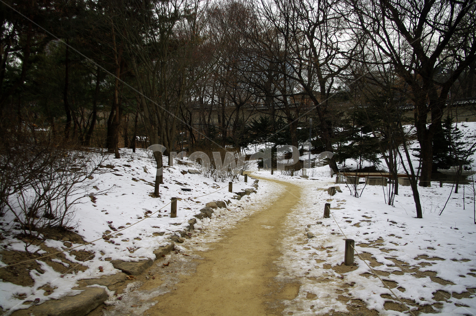 겨울,winter,풍경,설경,눈,길,나무,식물,plant,겨울,계절,winter,season,자연,풍경,nature,landscape,tree,fir,전나무