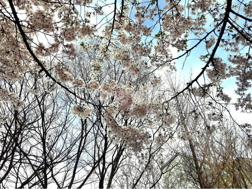벚꽃,봄,꽃,벚꽃나무,자연,불광천,봄,계절,spring,season,식물,자연,plants,nature,꽃,flower,plant,cherry blossom,blossom