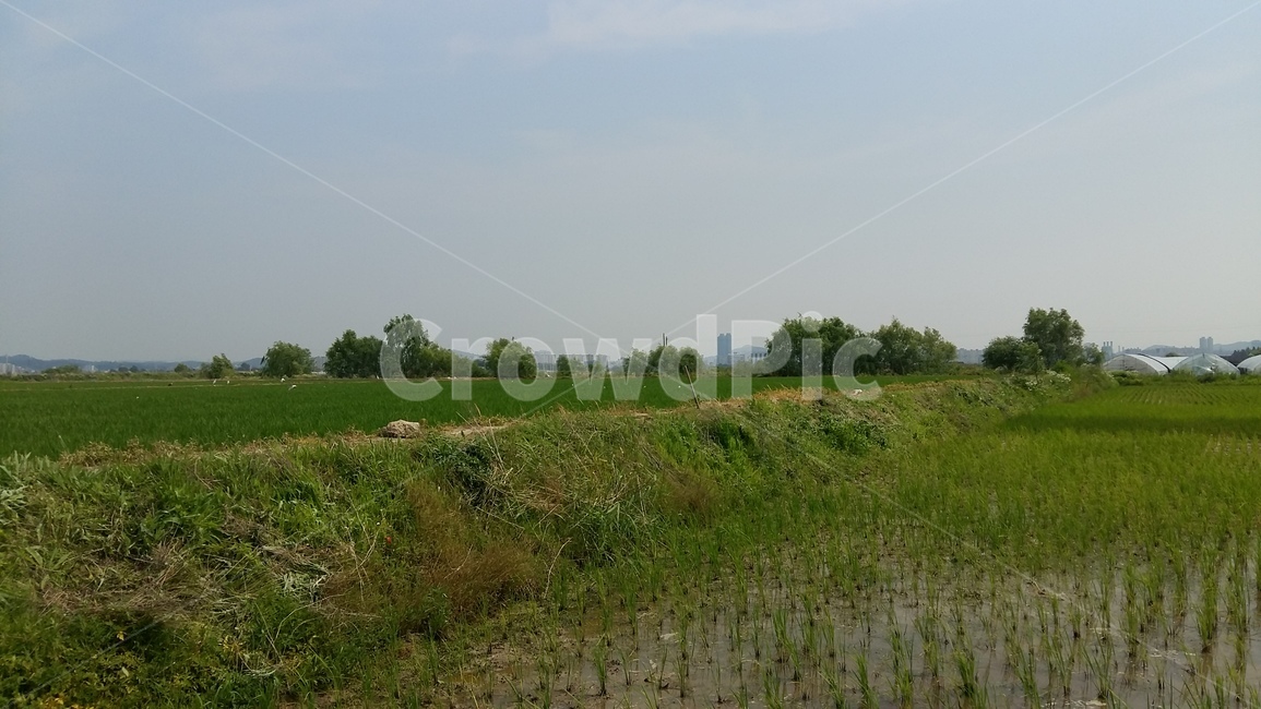 논,모내기,들판,벼,논풍경,자연,풍경,nature,landscape,outdoors,옥외,grassland,목초지,field,들,paddy field,패디 필드