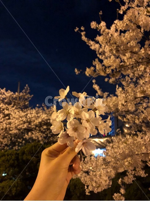 벚꽃,봄,꽃,벚꽃놀이,벚꽃손