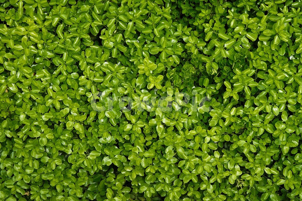 봄,식물,잎,새잎,녹색,freshgreen,newgreenleaves,newleaves,계절소식,푸르름,계절,생명