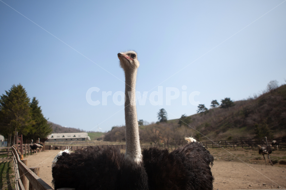 타조,타조농장,큰새,아프리카새,animal,동물,bird,ostrich,동물,animal,조류,새,birds