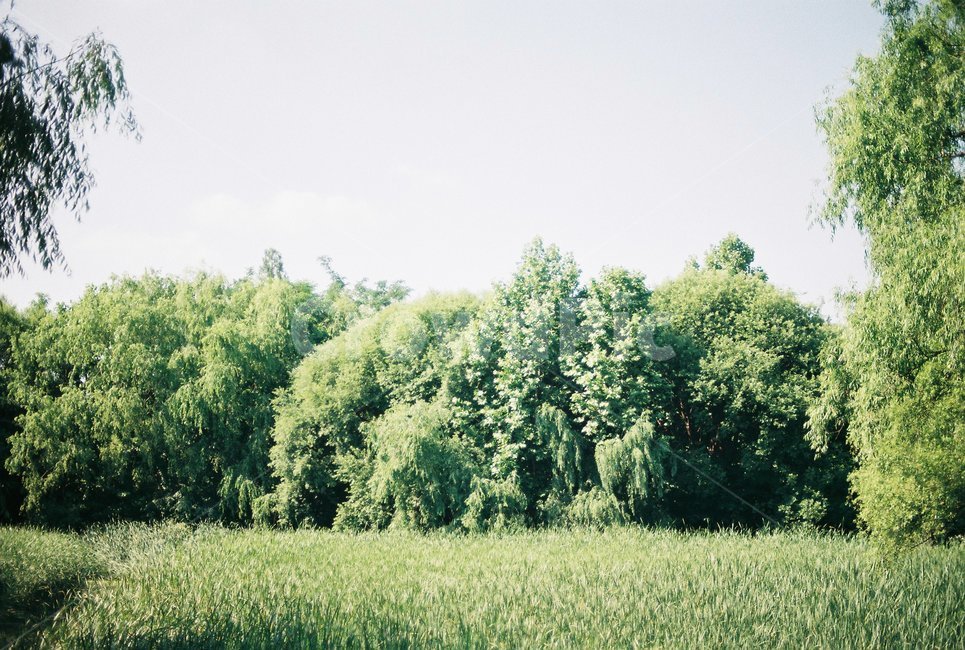 필름,감성,감성사진,film,아날로그,analog,나무,자연,nature,자연,풍경,nature,landscape,감성,sensible,feeling,tree,plant,식물,fir,전나무