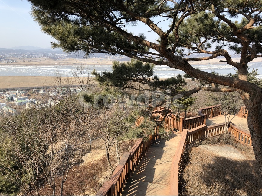 심학산,야산,산정상,소나무,파주,파주풍경,겨울산,겨울풍경,들판,겨울,계절,winter,season,자연,풍경,nature,landscape,식물,plants,나무,trees,wood,outdoors,옥외,plant