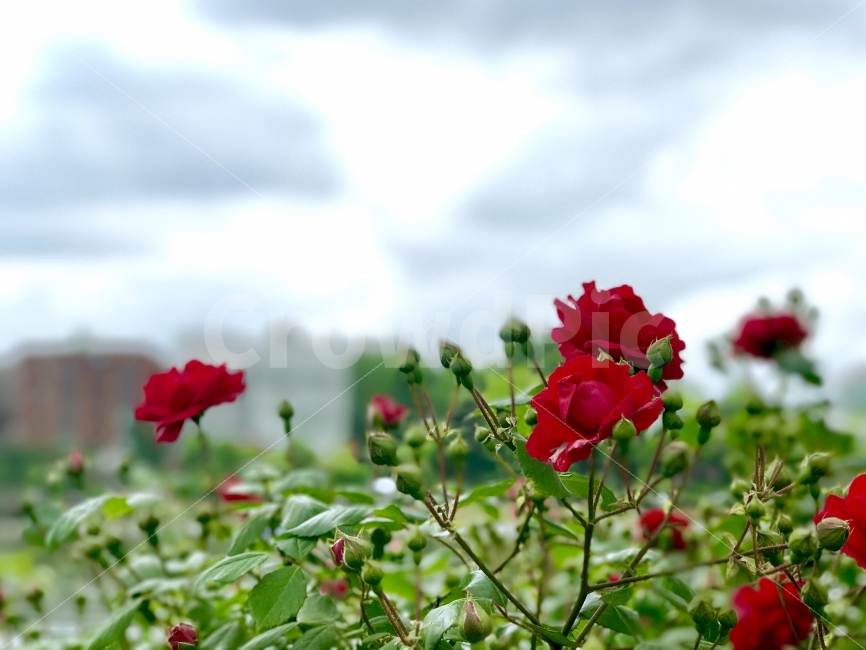 건국대학교,장미꽃,꽃,식물,여름,식물,자연,plants,nature,꽃,flower