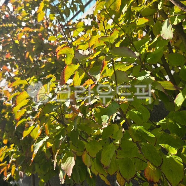 leaves,refreshing,bright,background,summer background