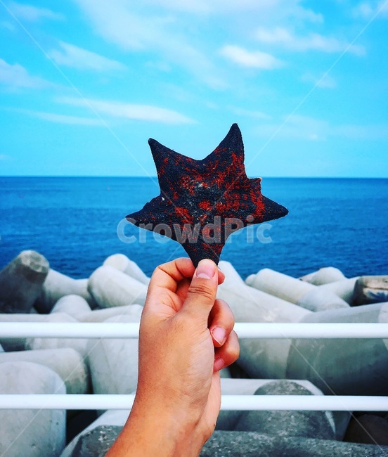 불가사리,바닷가,방파제,바다,블루,파란색,손,시원함,스타,스타피쉬,별,얼룩