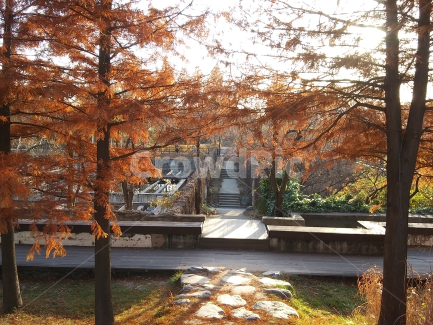 선유도,단풍,낙엽,오후,햇빛,나무