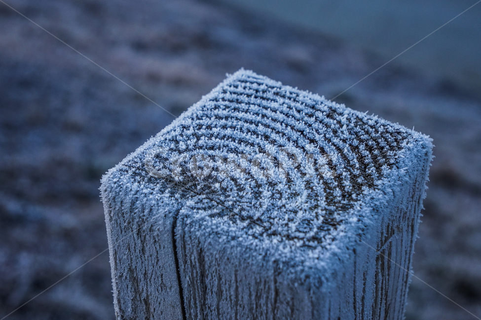서리,서릿발,말뚝,경계,나무,겨울,나이테,감성,계절,겨울,계절,winter,season,나무,trees,wood