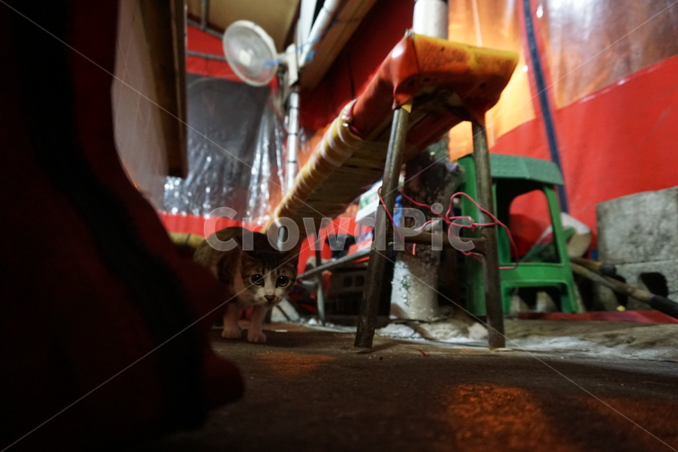 포장마차,고양이,cat,낡은,오래된,밤,새벽,길고양이,감성,동물,animal,포유류,mammal,고양이,cat,kitten,kitty,빈티지사진,빈티지느낌,빈티지감성,vintage