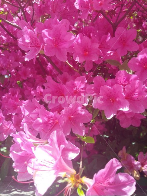 blossom,꽃,geranium,제라늄,flower,plant,식물,철쭉꽃,철쭉,철죽,봄꽃,봄,빨간꽃