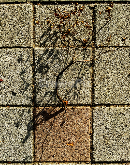 거리,가을,잡초,식물,블럭