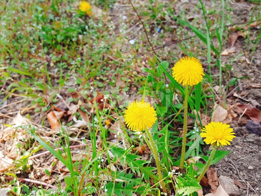 민들레,길가,꽃,봄,자연,식물,자연,plants,nature,꽃,flower