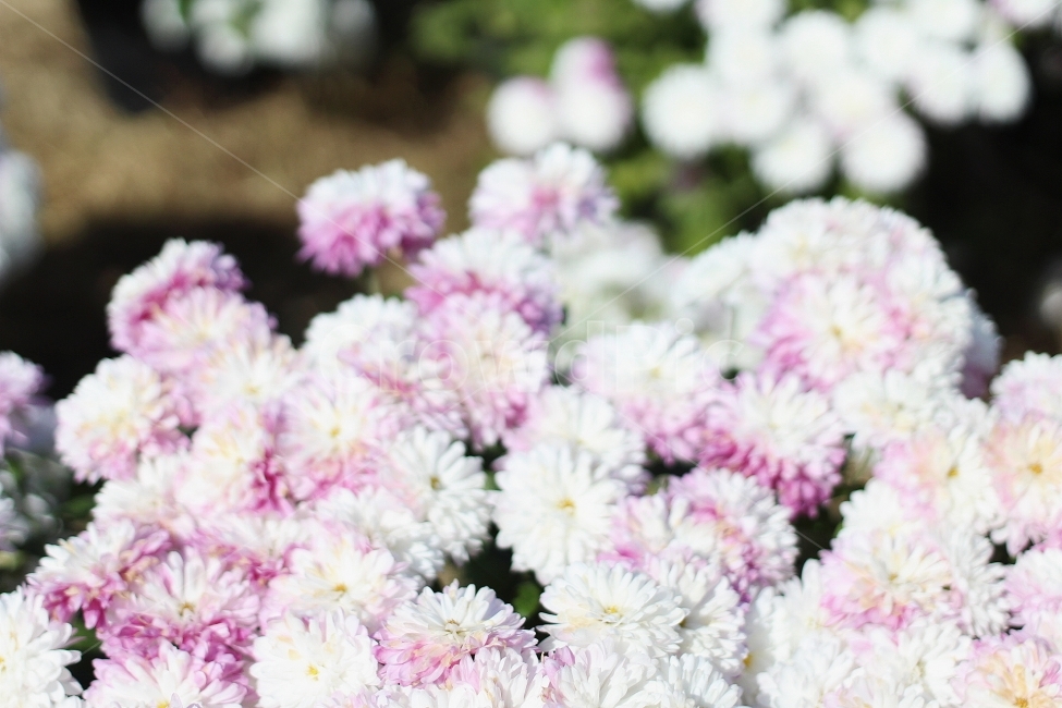 고창,국화축제,국화,꽃,flower,꽃향기,식물,자연,plants,nature,꽃,flower