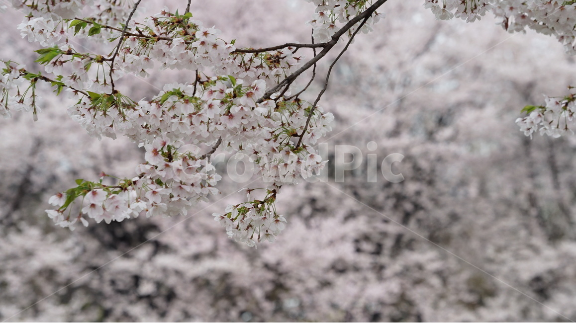 꽃,벚꽃,cherryblossom,봄,벚꽃축제,순식간,벚꽃잎,봄,계절,spring,season,식물,자연,plants,nature,꽃,flower,plant,blossom,cherry blossom