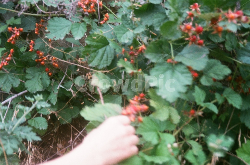 들꽃,야생화,덩쿨,식물,꽃나무,열매,빨간꽃,자연,식물,자연,plants,nature