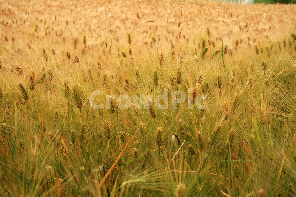 보리,보리밭,식물,plants,nature,바람,자연,풍경,nature,landscape,산업,industry,industrial,농업,농사,agriculture,farming,farming industry,plant,food,음식