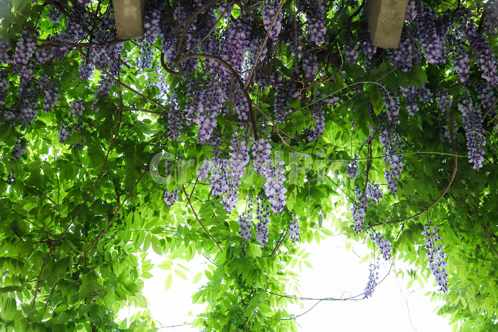 봄,봄날,봄꽃,꽃,등나무꽃,바탕,배경,식물,예쁜,아름다운,spring,flowers,plants,beautiful
