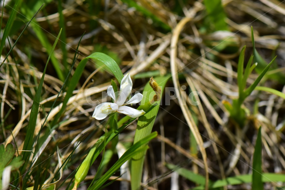 노랑무늬붓꽃,야생화,꽃,식물,자연,생태,플라워,wildflower,flower,plants,nature,season,감성,느낌,emotion,feeling